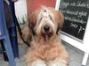 Briard Hund