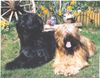 Briard Hund