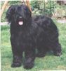 Briard Hund