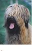 Briard Hund