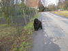 Briard Hund