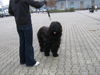 Briard Hund