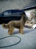 Briard Hund