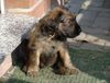 Briard Hund