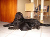 Briard Hund