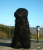 Briard Hund