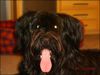 Briard Hund