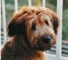 Briard Hund