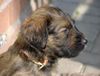 Briard Hund