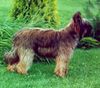 Briard Hund