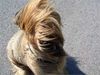 Briard Hund