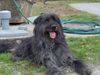 Briard Hund