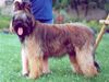 Briard Hund