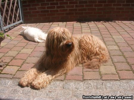 Briard scarlett 8 jahre