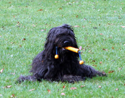 Briard Spielzeug