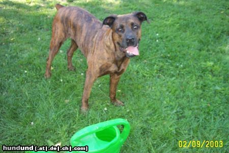 Bull-Boxer Wer weiß, was außer dem Boxer noch in meimem Hund steckt?