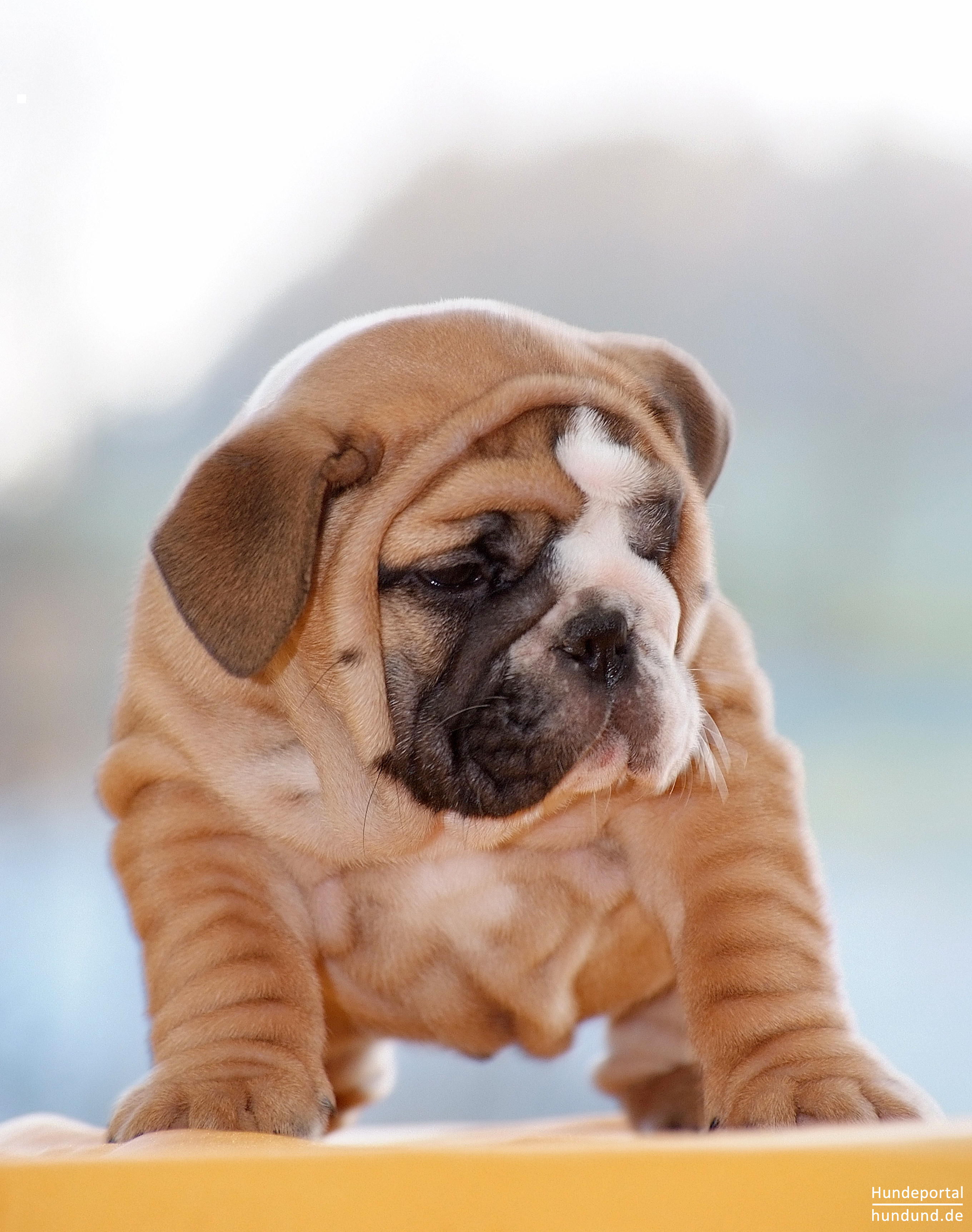 Bulldog English Bulldog Englische Bulldogge Foto Hundund De