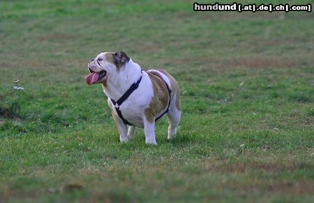 Bulldog Ach bin ich müde 