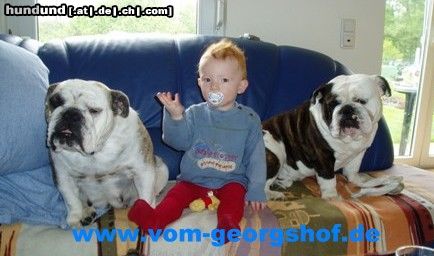 Bulldog Wilma und Beebob vom Georgshof