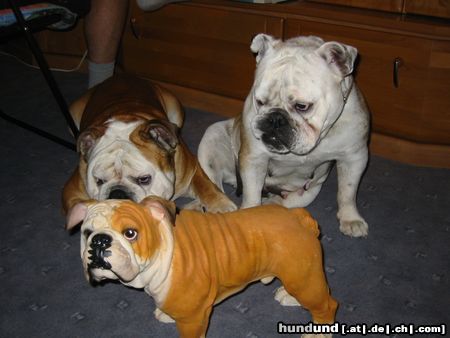 Bulldog HMMM...ist der Echt?