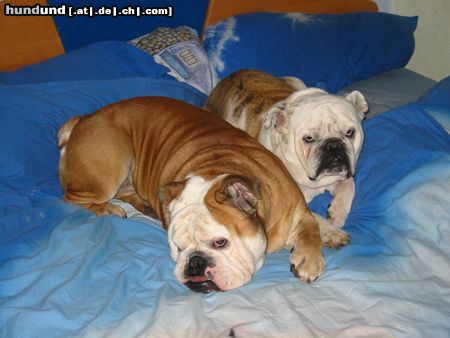 Bulldog Pepper und Masza