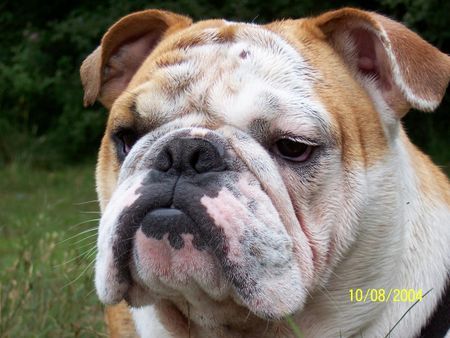 Bulldog lu am see