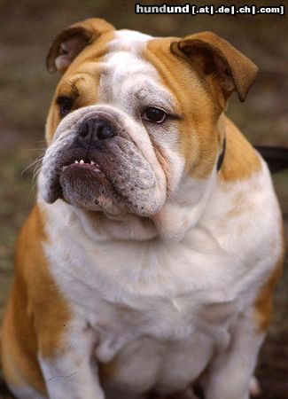 Bulldog Englische Bulldogge