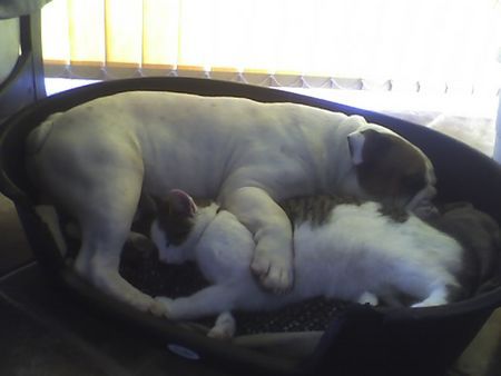 Bulldog OLIVER UND JIMMY