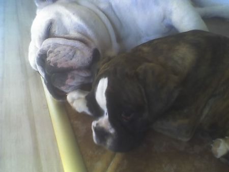 Bulldog OLIVER UND WOODY BOX DOLLY