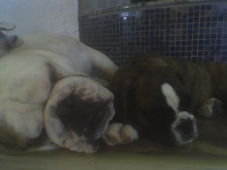 Bulldog OLIVER UND WOODY BOX DOLLY