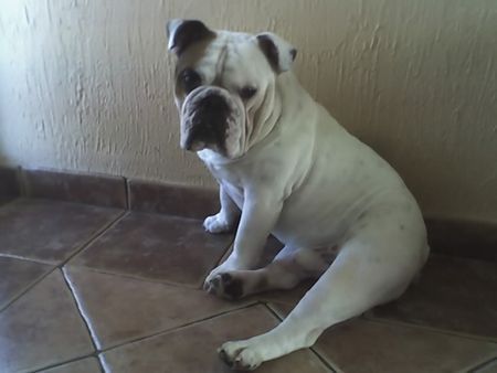 Bulldog OLIVER 2 jahre alt