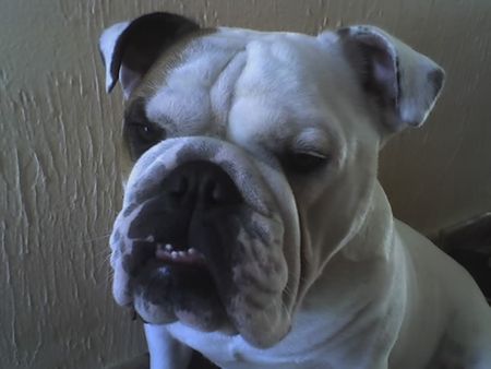 Bulldog OLIVER 2 jahre alt