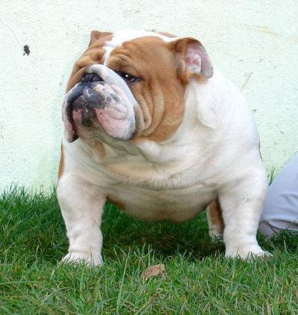 Bulldog Mc Louds Baby Boy 14 months