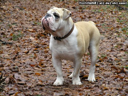 Bulldog Kusma von Oberscheid