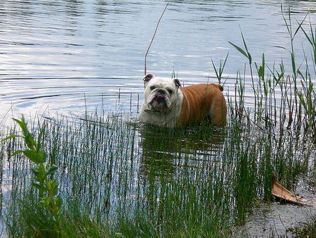 Bulldog Dascha beim Planschen