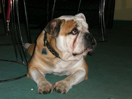 Bulldog Bobby