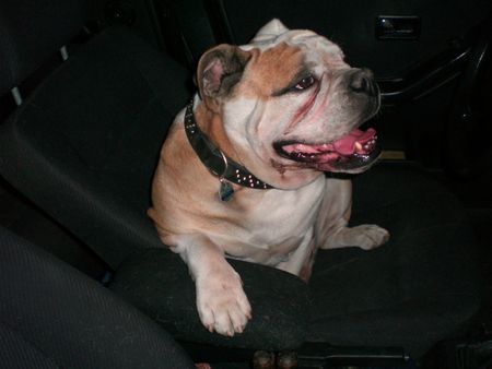 Bulldog Bobby beom Autofahren