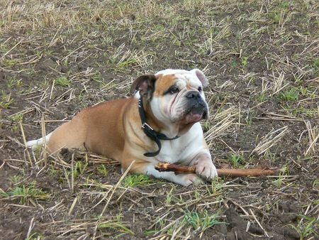 Bulldog Unser kleiner Prinz