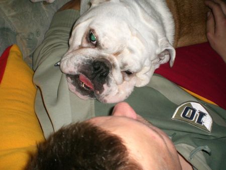 Bulldog Schmusen mit Papa