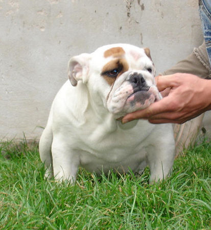 Bulldog Mc Louds Chantilly 5 months