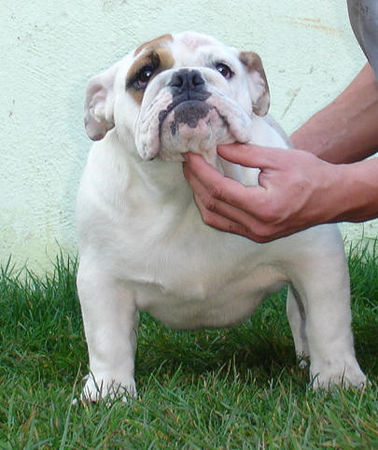 Bulldog Mc Louds Chantilly 5 months