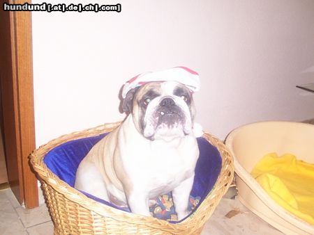 Bulldog TJA,ich bin der Weihnachtsmann