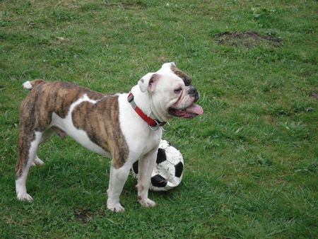 Bulldog Sporty-Spike