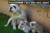 Bulldog Yacuma und ihre Kinder Juni 05