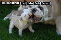 Bulldog Yacuma und ihre Kinder2 Juni 05