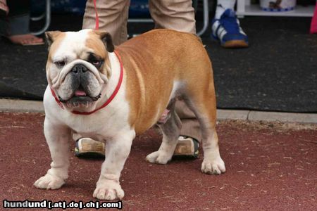 Bulldog