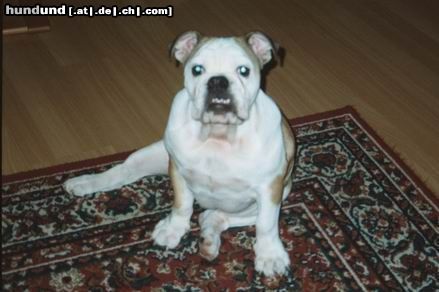 Bulldog Neues Foto von Nena 2