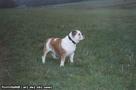 Bulldog Neues Foto von Nena