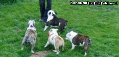 Bulldog Hundebande vom Georgshof