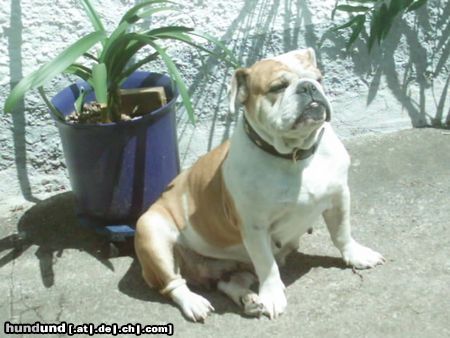 Bulldog Eng Bulldogge 6 Jahre alt Happy Baby Grace Bull vom Baumgarten